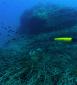 Subsea glider SeaExplorer - ALSEAMAR